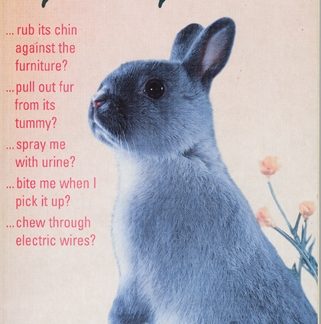 Why Does My Rabbit...? (Epub)